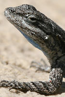 Texas Tree Lizard