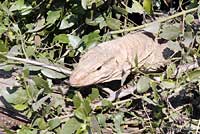 Bengal Monitor