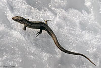 West African Rainbow Lizard