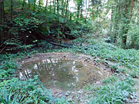 Green Salamander habitat