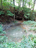 Green Salamander habitat