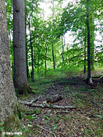 Spotted Salamander habitat