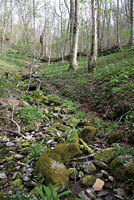 Carolina Spring Salamander habitat