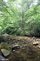 Seepage Salamander habitat