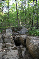 Pigeon Mountain Salamander habitat