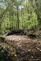 Pickerel Frog habitat