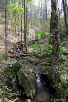 Chattahoochee Slimy Salamander habitat