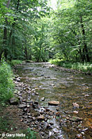 Black-bellied Salamander habitat