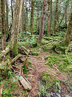 Green Salamander habitat