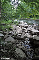 Northern Two-lined Salamander habitat