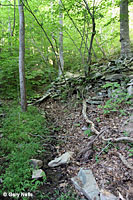 Northern Two-lined Salamander habitat