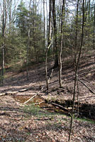 Blue Ridge Spring Salamander habitat