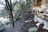 Western Slimy Salamander habitat