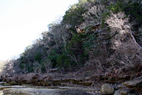 Western Slimy Salamander habitat