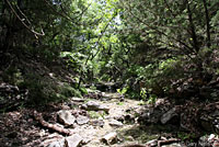 Western Slimy Salamander habitat