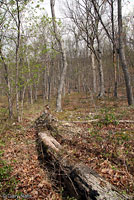 Eastern Red-backed Salamander habitat