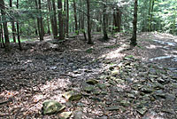 Eastern Red-backed Salamander habitat