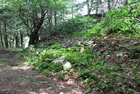 Eastern Red-backed Salamander habitat