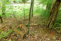 White-spotted Slimy Salamander habitat