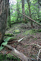 Green Salamander habitat