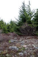 Cheat Mountain Salamander habitat