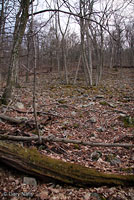 Cow Knob Salamander habitat