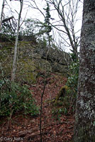 Weller's Salamander habitat