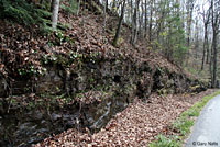 Seal Salamander habitat