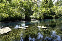 snapping turtle habitat