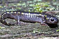 Spotted Salamander