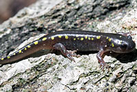 Spotted Salamander