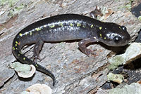 Spotted Salamander