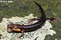 Imitator Salamander