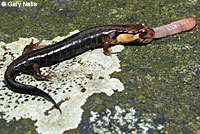 Imitator Salamander