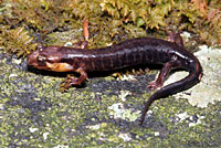 Imitator Salamander