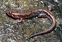 Seal Salamander