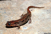 Ocoee Salamander