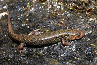 Black-bellied Salamander