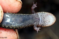 Black-bellied Salamander