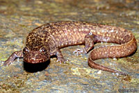 Black-bellied Salamander