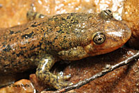 Black-bellied Salamander