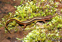 Northern Two-lined Salamander