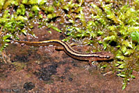 Northern Two-lined Salamander