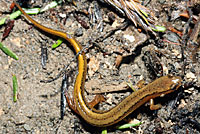 Northern Two-lined Salamander