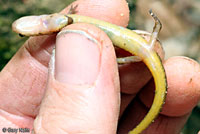 Southern Two-lined Salamander