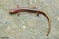 Southern Two-lined Salamander