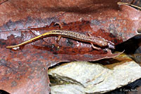 Southern Two-lined Salamander