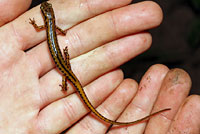 Northern Two-lined Salamander