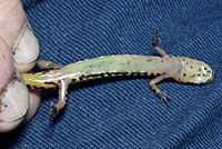 Northern Two-lined Salamander