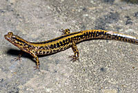 Northern Two-lined Salamander